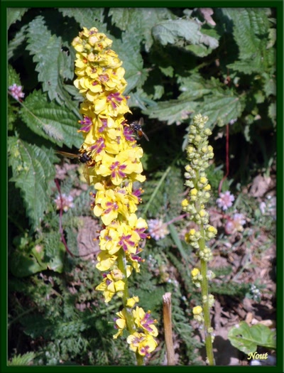 Œuvre de Nout: ???????