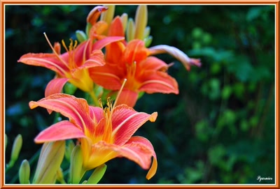 Œuvre de Pgarnier: Les fleurs d'été.