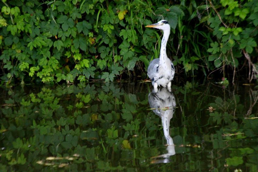 Les pattes au frais par cette chaleur... ça fait d