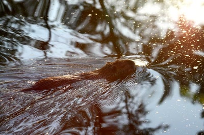 Résultat de recherche: Reflets d'or sur le ragondin