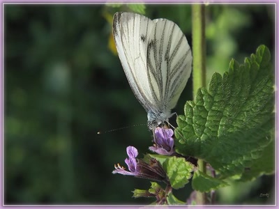 Résultat de recherche: Papillon 1710 2