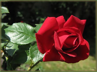 Résultat de recherche: Rose 14510 3