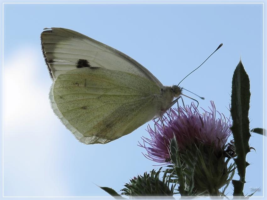 Papillon Pieride Du Chou 2710 2