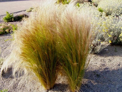 Résultat de recherche: fleur de repos millau