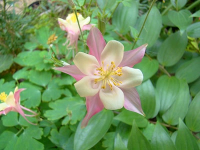 Œuvre de douze7: encolie 