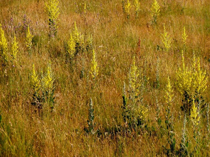 fleurs de aire de repos millau