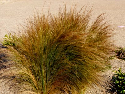 Résultat de recherche: fleurs de repos de millau