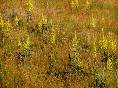 Résultat de recherche: fleurs de aire de repos millau