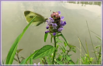 Résultat de recherche: Papillon Pieride Du Chou 5710