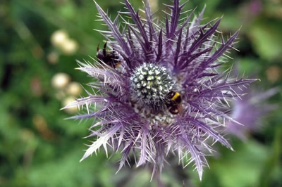 Œuvre de danque: Panicaut des Alpes