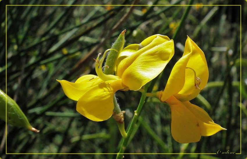 Fleurs de genêt