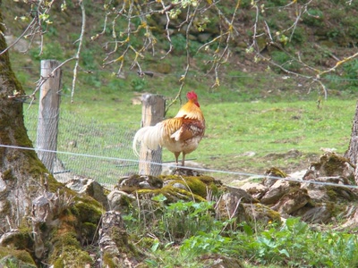 Œuvre de douze7: beau coq 