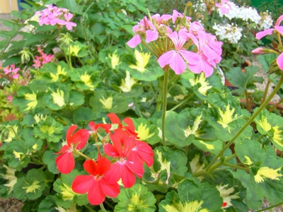 Œuvre de douze7: un pied de geranium pour 2 couleurs rouge rose