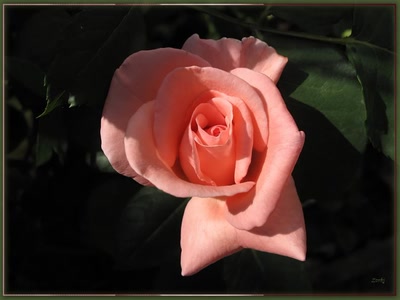 Résultat de recherche: Rose 6710