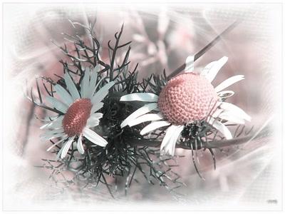 Résultat de recherche: Fleurs 9710 2