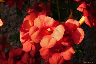 Œuvre de Ondine: Mignonne bignone...