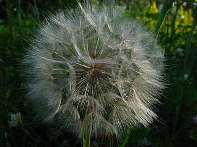 Demain je me disperse .....