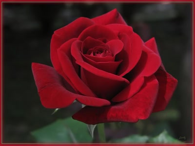 Résultat de recherche: Rose 12710