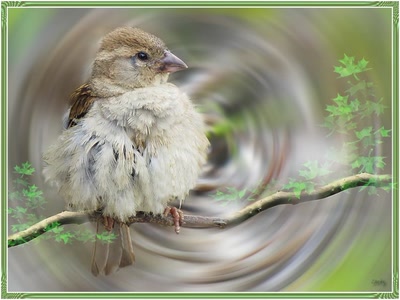 Résultat de recherche: Moineau 12710 4