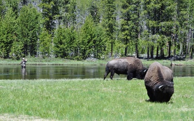 Résultat de recherche: L'homme et la bête