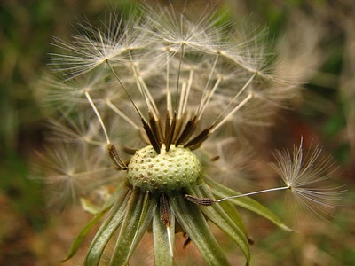 Y'a qu'un ch'veu sur la téte a Mathieu ..;;