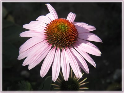 Résultat de recherche: Fleur 10710