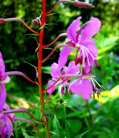 Œuvre de refletsdargent: ballade dans le massif des Ecrins