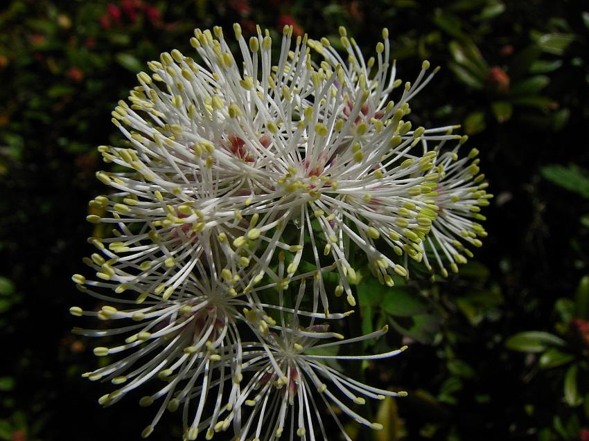 Pigamon a feuilles d'ancolie