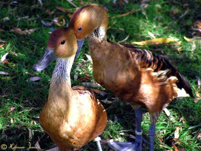 Œuvre de dedem: Poses en famille...
