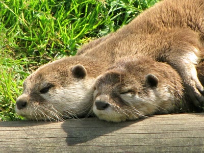 Œuvre de dedem: Poses en famille...