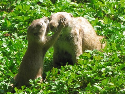 Œuvre de dedem: Poses en famille...