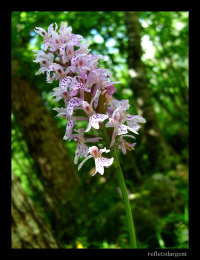 Résultat de recherche: des allures d'orchidée