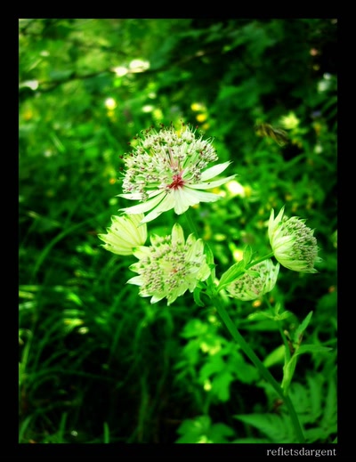 Résultat de recherche: fleur au coeur rose