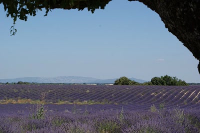 Œuvre de Nout: Plateau de Valensole