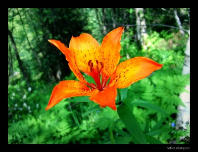 Œuvre de refletsdargent: sa majesté le lys orangé