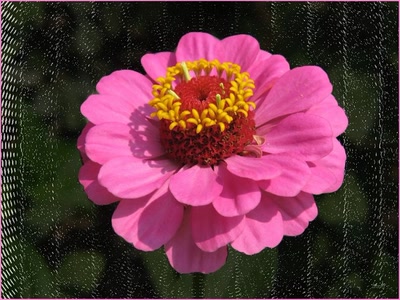 Résultat de recherche: Fleur 21710 2b