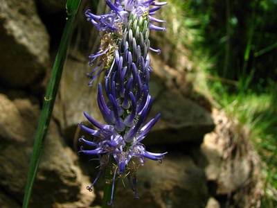 Œuvre de louloup: raiponce en épi
