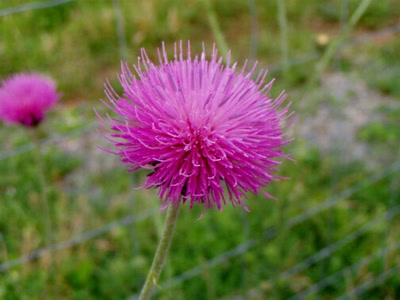 Résultat de recherche: fleurs