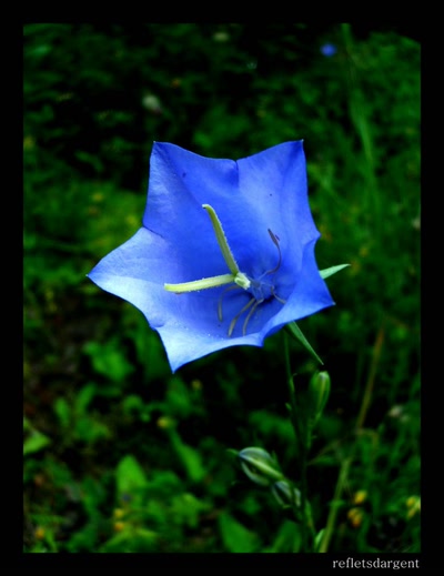 Œuvre de refletsdargent: clochette bleutée