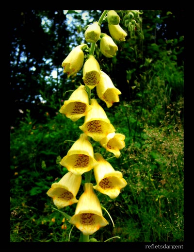 Œuvre de refletsdargent: digitale