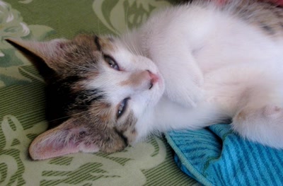 Œuvre de Trash-murder-doll: Gigi & Juju