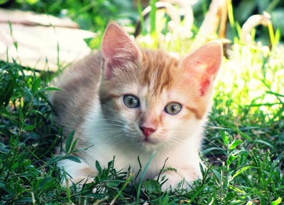 Œuvre de Trash-murder-doll: Gigi & Juju