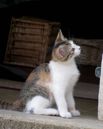 Œuvre de Trash-murder-doll: Gigi & Juju