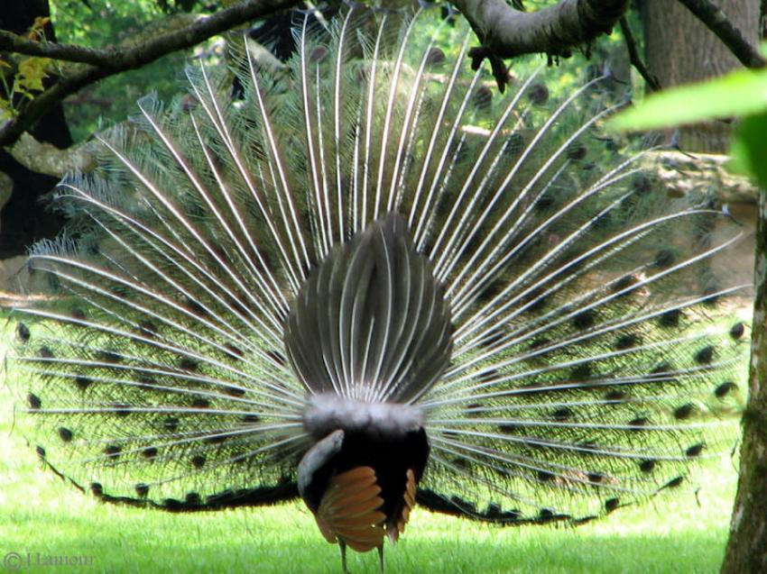 L'art de la séduction