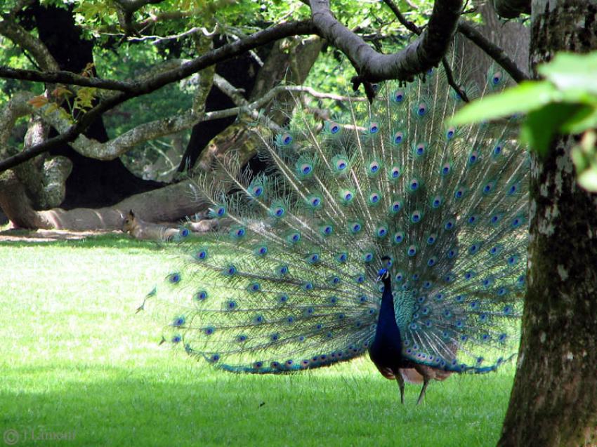 L'art de la séduction