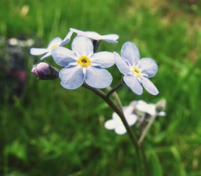 Œuvre de Trash-murder-doll: Fleurs