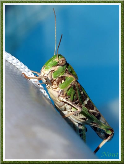 Œuvre de Nout: Le même