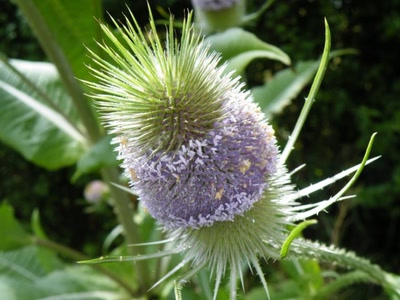 Résultat de recherche: chardon