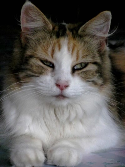 Œuvre de Trash-murder-doll: Fifille.