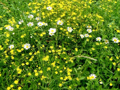 Résultat de recherche: fleurs